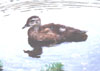 immature Wood Duck