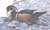 Wood Duck drake